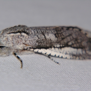 Endoxyla secta at Sheldon, QLD - 6 Jan 2008