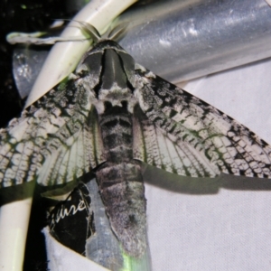 Endoxyla (genus) at Sheldon, QLD - 5 Jan 2008