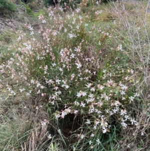 Oenothera lindheimeri at MOL250: Clos Crossing - 16 Jan 2024 02:51 PM