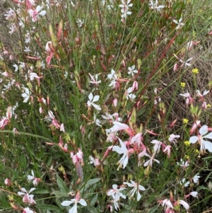 Oenothera lindheimeri at MOL250: Clos Crossing - 16 Jan 2024 02:51 PM