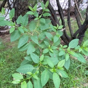 Phytolacca americana at Molonglo River Reserve - 16 Jan 2024