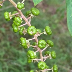 Phytolacca americana at Molonglo River Reserve - 16 Jan 2024