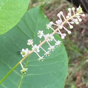 Phytolacca americana at Molonglo River Reserve - 16 Jan 2024