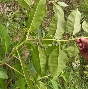 Phytolacca americana at Molonglo River Reserve - 16 Jan 2024