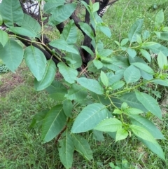 Phytolacca americana at Molonglo River Reserve - 16 Jan 2024