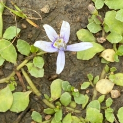 Isotoma fluviatilis subsp. australis (Swamp Isotome) at Block 402 - 16 Jan 2024 by SteveBorkowskis