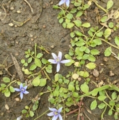 Isotoma fluviatilis subsp. australis at Bluetts Block (402, 403, 12, 11) - 16 Jan 2024 01:38 PM