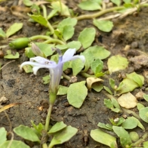 Isotoma fluviatilis subsp. australis at Block 402 - 16 Jan 2024