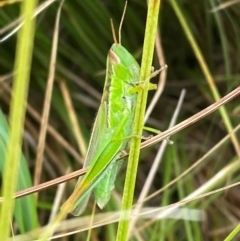 Bermius brachycerus (A grasshopper) at Hawker, ACT - 16 Jan 2024 by SteveBorkowskis