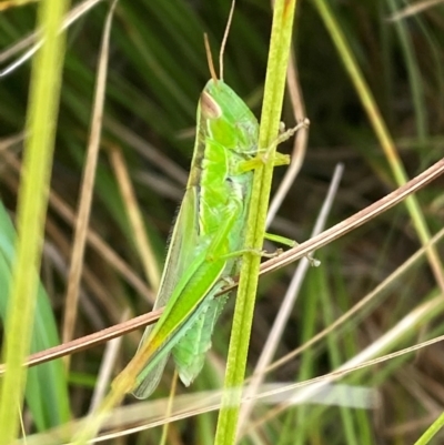 Bermius brachycerus (A grasshopper) at Molonglo River Reserve - 16 Jan 2024 by SteveBorkowskis