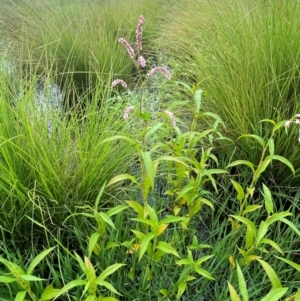 Persicaria decipiens at Kama - 16 Jan 2024