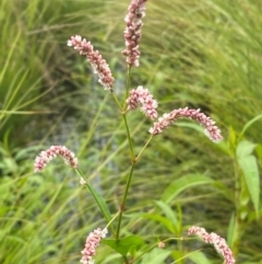 Persicaria decipiens at Kama - 16 Jan 2024