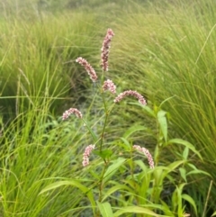 Persicaria decipiens at Kama - 16 Jan 2024