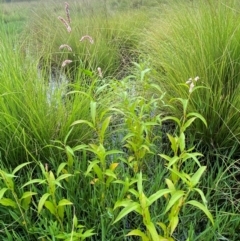 Persicaria decipiens at Kama - 16 Jan 2024 12:21 PM