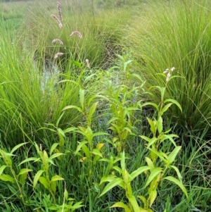 Persicaria decipiens at Kama - 16 Jan 2024