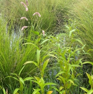 Persicaria decipiens at Kama - 16 Jan 2024