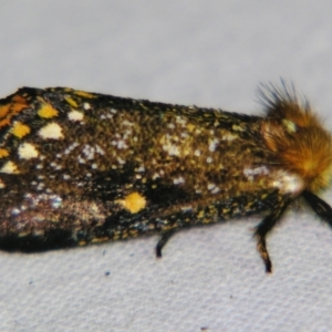 Epicoma tristis at Sheldon, QLD - suppressed