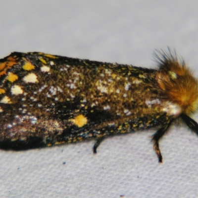 Epicoma tristis (Dark Epicoma Moth) at Sheldon, QLD - 5 Jan 2008 by PJH123