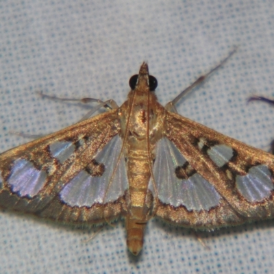 Glyphodes microta (A Crambid moth) at Sheldon, QLD - 6 Jan 2008 by PJH123