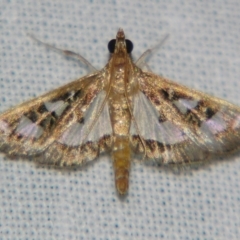 Glyphodes microta (A Crambid moth) at Sheldon, QLD - 5 Jan 2008 by PJH123