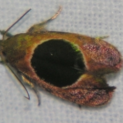 Hoplomorpha abalienella (Hoplomorpha abalienella) at Sheldon, QLD - 5 Jan 2008 by PJH123