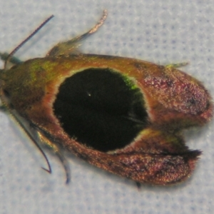 Hoplomorpha abalienella at Sheldon, QLD - 6 Jan 2008