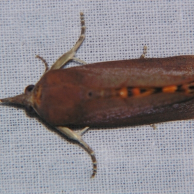 Hypocala guttiventris (A Noctuid moth (Erebidae)) at Sheldon, QLD - 6 Jan 2008 by PJH123