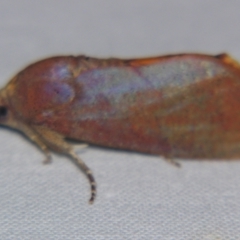 Hypocala guttiventris at Sheldon, QLD - suppressed