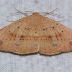 Idiodes siculoides (Straight-winged Bracken Moth) at Sheldon, QLD - 5 Jan 2008 by PJH123