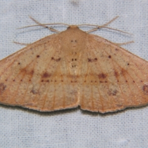 Idiodes siculoides at Sheldon, QLD - suppressed