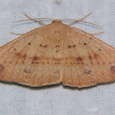 Idiodes siculoides (Straight-winged Bracken Moth) at Sheldon, QLD - 5 Jan 2008 by PJH123