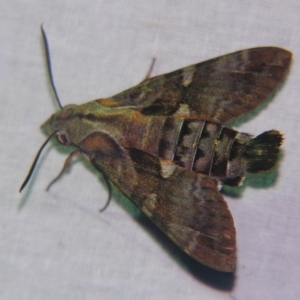 Macroglossum errans at Sheldon, QLD - suppressed