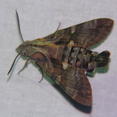 Macroglossum errans (Australian Hummingbird Hawkmoth) at Sheldon, QLD - 6 Jan 2008 by PJH123