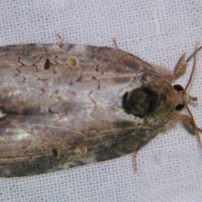 Ochthophora sericina (A Noctuid moth (Nolidae)) at Sheldon, QLD - 5 Jan 2008 by PJH123
