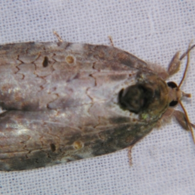 Ochthophora sericina (Sarrothripinae, Nolidae) at Sheldon, QLD - 5 Jan 2008 by PJH123