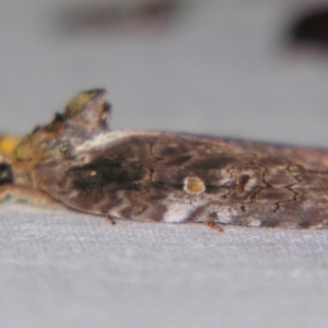 Ochthophora sericina at Sheldon, QLD - suppressed