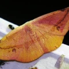 Onycodes rubra (A Geometer moth (Oenochrominae)) at Sheldon, QLD - 5 Jan 2008 by PJH123