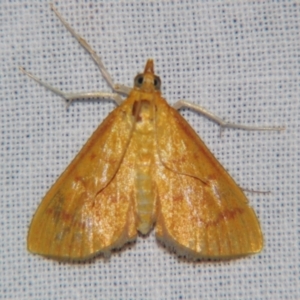 Paliga rubicundalis at Sheldon, QLD - 5 Jan 2008