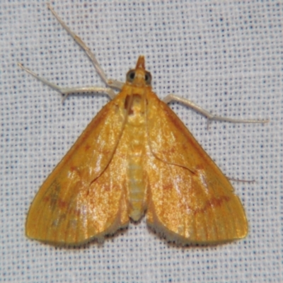 Paliga rubicundalis (Pyraustinae) at Sheldon, QLD - 5 Jan 2008 by PJH123