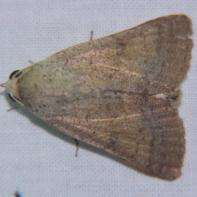 Pandesma submurina (Erebinae) at Sheldon, QLD - 6 Jan 2008 by PJH123