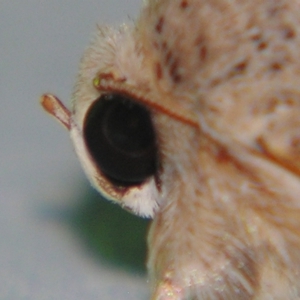 Pandesma submurina at Sheldon, QLD - suppressed