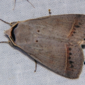 Pantydia capistrata at Sheldon, QLD - 5 Jan 2008