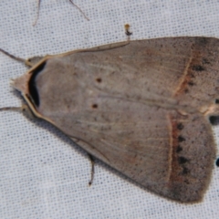 Pantydia capistrata (An Erebid moth) at Sheldon, QLD - 5 Jan 2008 by PJH123