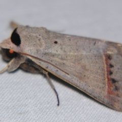 Pantydia capistrata at Sheldon, QLD - 5 Jan 2008