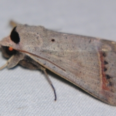 Pantydia capistrata at Sheldon, QLD - suppressed