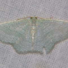 Poecilasthena thalassias (Sea-blue Delicate) at Sheldon, QLD - 5 Jan 2008 by PJH123