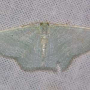 Poecilasthena thalassias at Sheldon, QLD - 6 Jan 2008