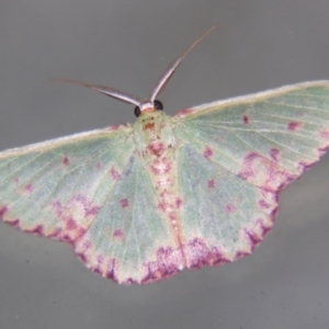 Prasinocyma rhodocosma at Sheldon, QLD - suppressed