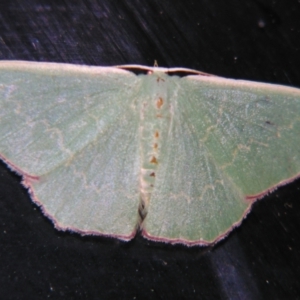 Prasinocyma semicrocea at Sheldon, QLD - suppressed