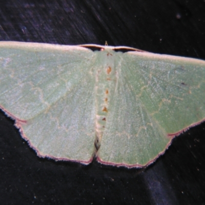Prasinocyma semicrocea (Common Gum Emerald moth) at Sheldon, QLD - 5 Jan 2008 by PJH123